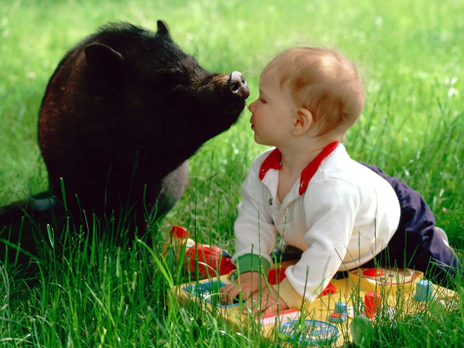 Imagenes de animales tiernos con movimientos para fondo de ...