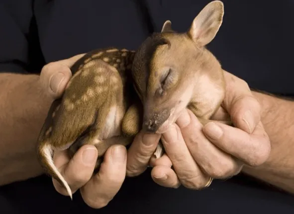 Los animalitos más tiernos! | Pimpo – Tendencias: Moda y Tecnología. Los animalitos más tiernos! | Pimpo – Tendencias: Moda y Tecnología.