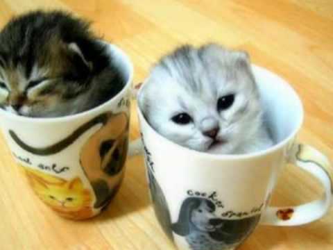 Animalitos tiernos - YouTube