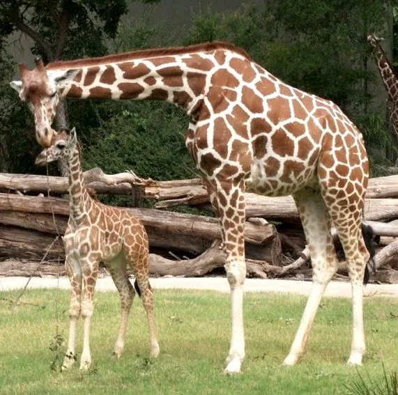 Animals at the Fort Worth Zoo