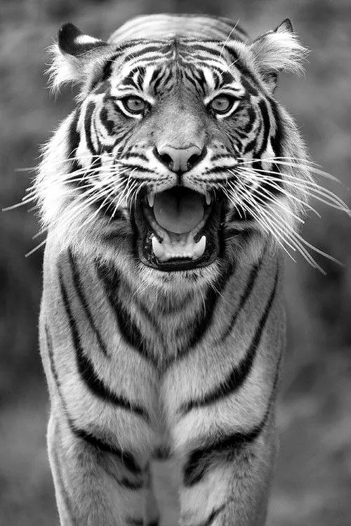 animals roaring | Tumblr