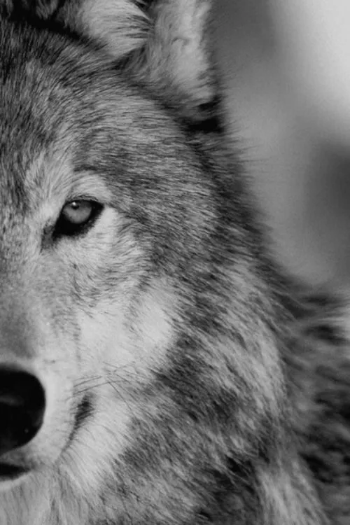 animals wolf animal animais wolves Lobo lobos h4il-to-the-king • animals wolf animal animais wolves Lobo lobos h4il-to-the-king •