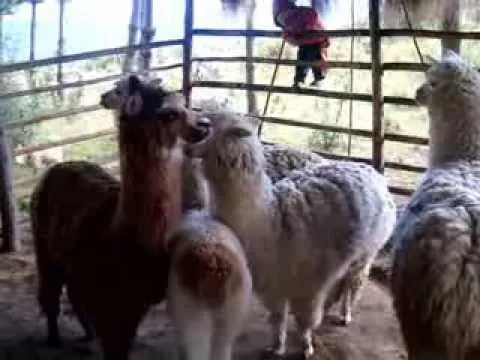 Anjell estudiando a nuestros animales oriundos del Perú. - YouTube Anjell estudiando a nuestros animales oriundos del Perú. - YouTube