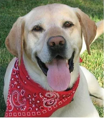 ANJOS PARA ADOÇÃO - Última atualização em FEVEREIRO de 2013 ... ANJOS PARA ADOÇÃO - Última atualização em FEVEREIRO de 2013 ...