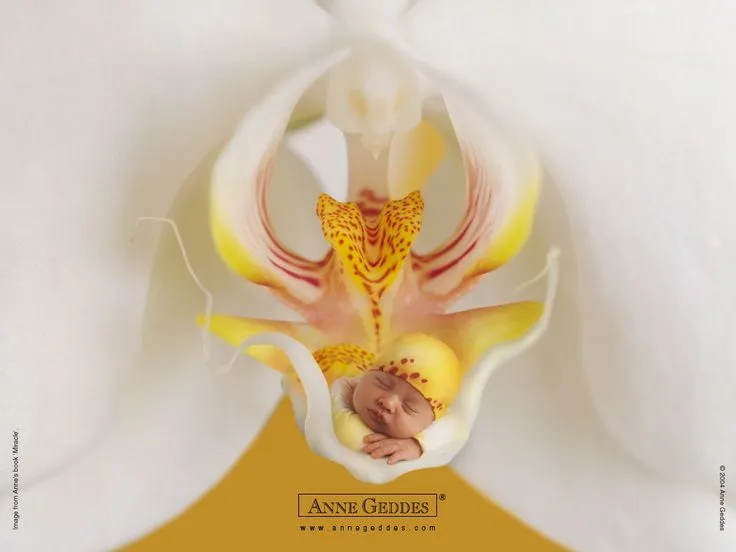 anne geddes baby photos | ❤ Me some, Anne Geddes | Pinterest ... anne geddes baby photos | ❤ Me some, Anne Geddes | Pinterest ...