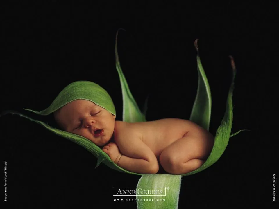 Anne Geddes: Pea in a pod, Art Photography, Babies On CureZone ... Anne Geddes: Pea in a pod, Art Photography, Babies On CureZone ...