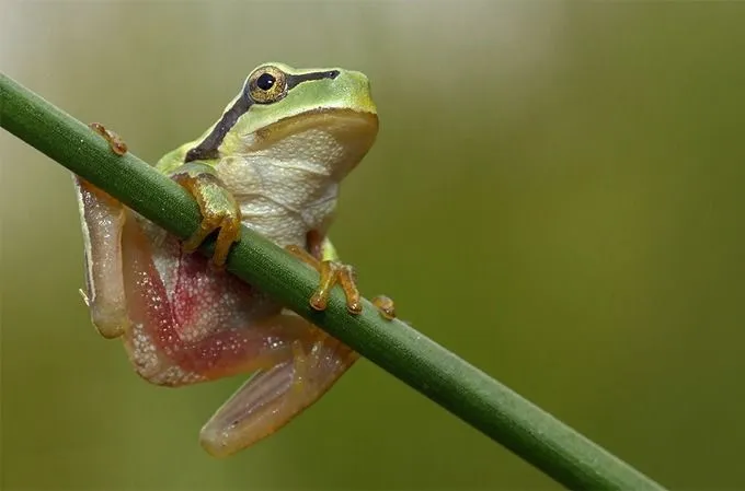 Anfibios y reptiles | La crónica verde