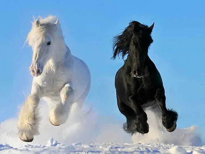 añoso cascabel: Caballo blanco y caballo negro. añoso cascabel: Caballo blanco y caballo negro.