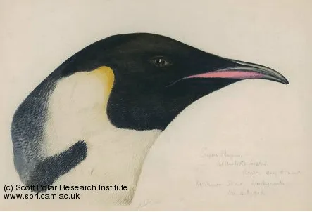 Dibujos a lapiz de pinguinos - Imagui