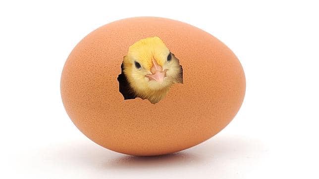 Un pollito dentro del cascarón - ABC.es
