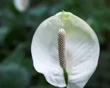 Anthurium enano.