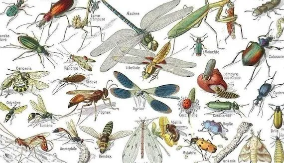 Antiguo poster de Insectos París 1920 por StupidFlamingo en Etsy Antiguo poster de Insectos París 1920 por StupidFlamingo en Etsy