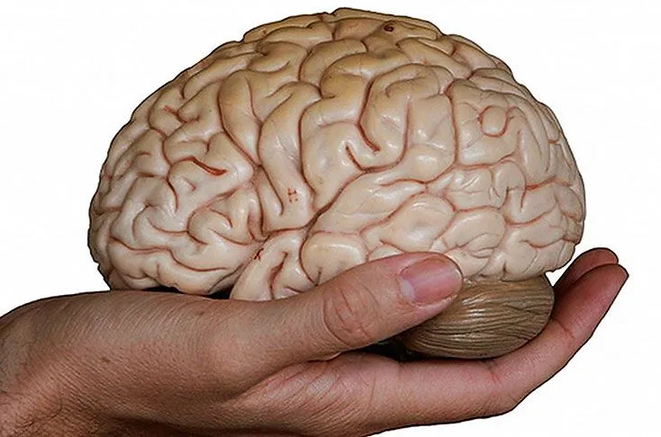 En Antioquia estudian enfermedades neurodegenerativas con 'banco ... En Antioquia estudian enfermedades neurodegenerativas con 'banco ...