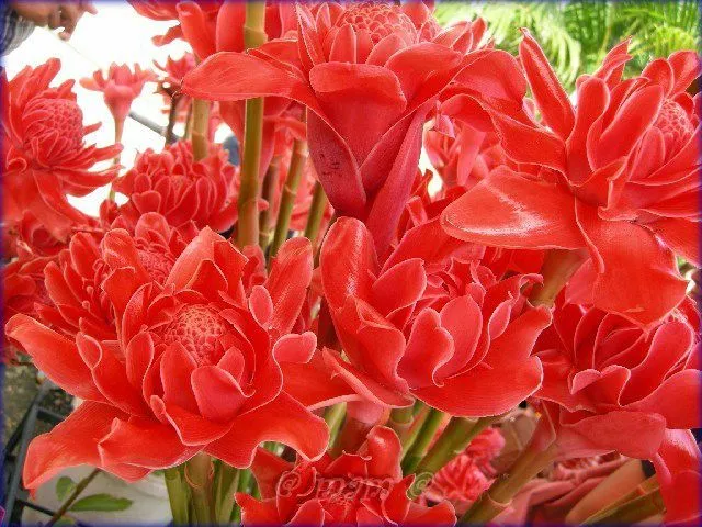 De la antorcha flor de jengibre-Flores frescas cortadas ...