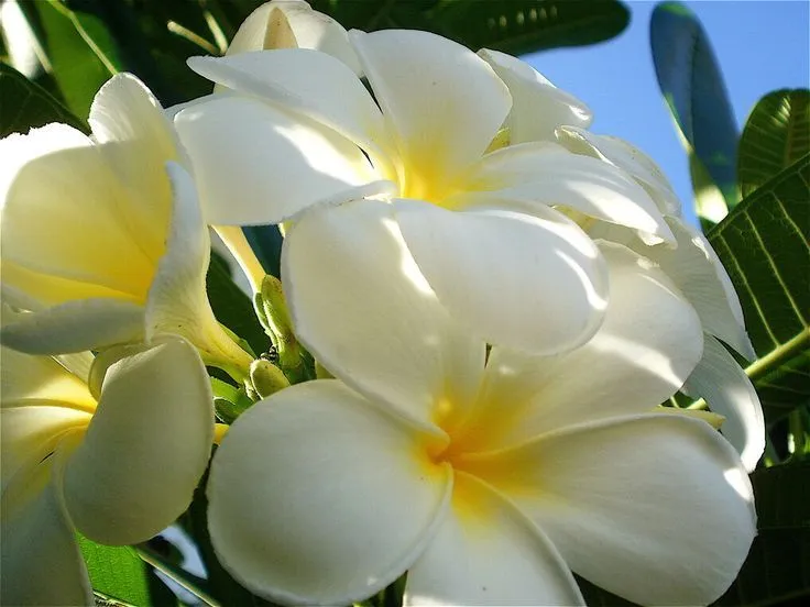 Los Anturios son plantas tropicales de las selvas tropicales de ...