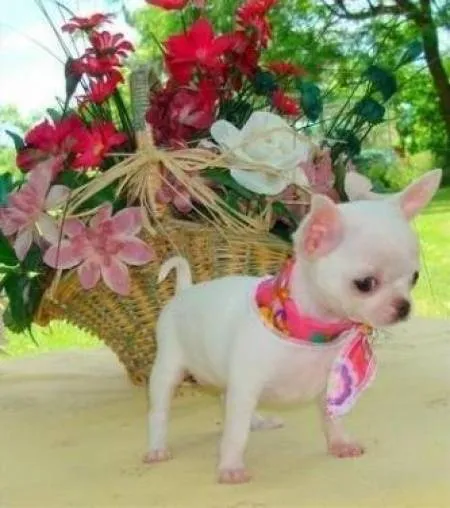 Anuncios WEB: Saludo y Sobre perritos Chihuahuas Anuncios WEB: Saludo y Sobre perritos Chihuahuas