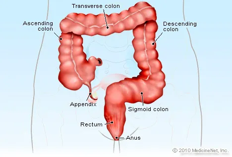 Anus Picture Image on MedicineNet.com