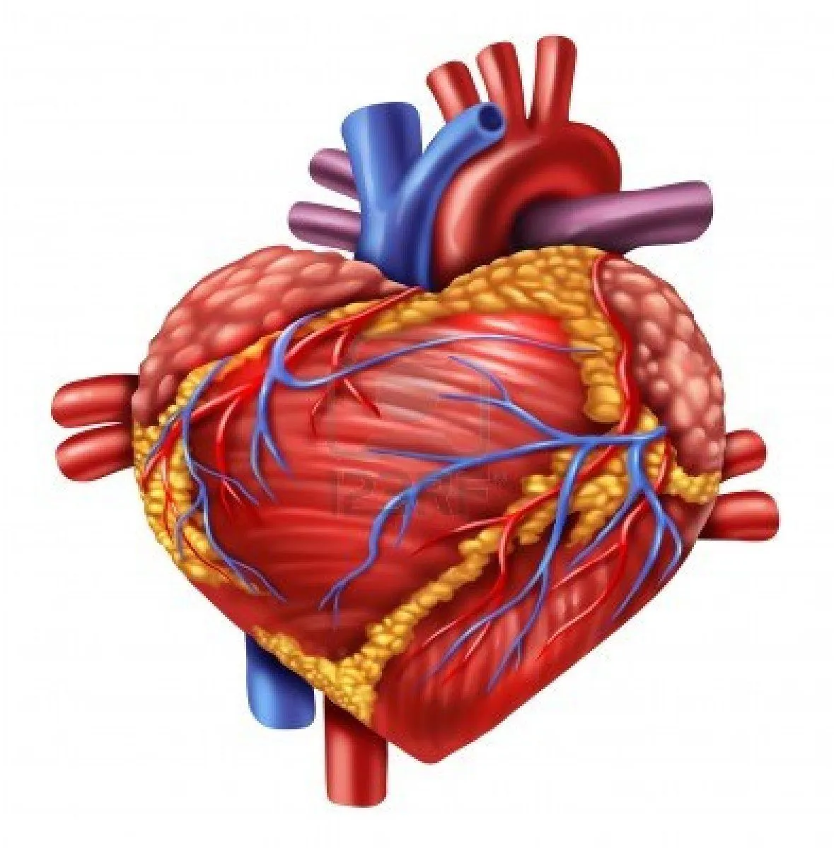 AORTA BIVALVA: AORTA BIVALVA