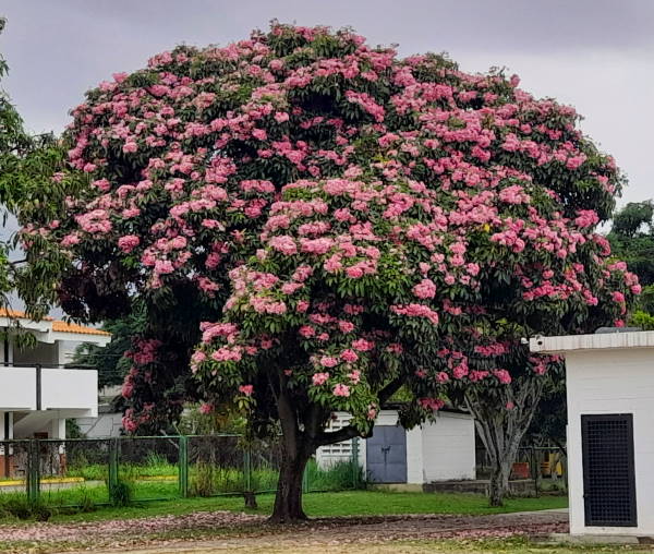 Apamate (Handroanthus rosea) - Venezuela Tuya Apamate (Handroanthus rosea) - Venezuela Tuya