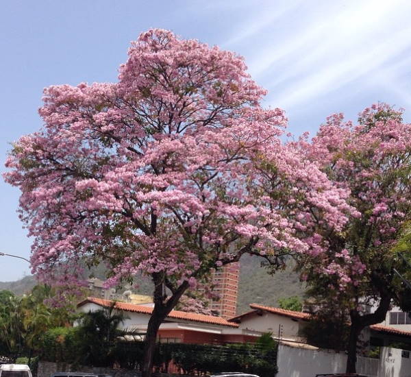 Apamate (Handroanthus rosea) - Venezuela Tuya Apamate (Handroanthus rosea) - Venezuela Tuya