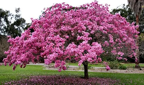El Apamate, el primo rosado del Araguaney | Cubiro.Com