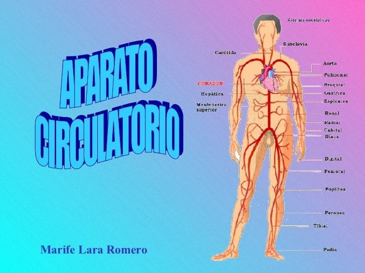 APARATO CIRCULATORIO