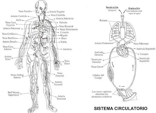 Sistema locomotor para colorear y dibujar - Imagui