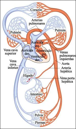 Dia Internacional del Hombre: sistema circulatorio Dia Internacional del Hombre: sistema circulatorio