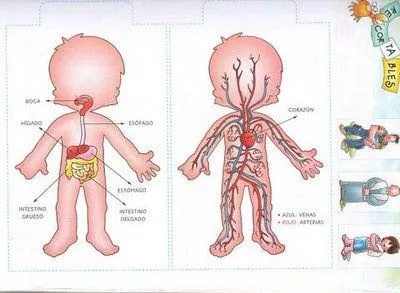 El aparato circulatorio y sus partes para colorear - Imagui El aparato circulatorio y sus partes para colorear - Imagui