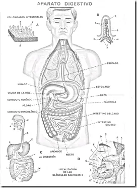 Sistema digestivo sin nombres para colorear - Imagui Sistema digestivo sin nombres para colorear - Imagui