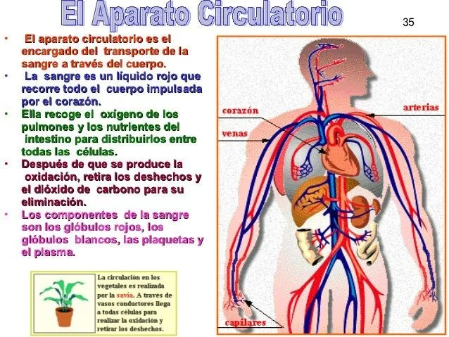 Aparato circulatorio completo