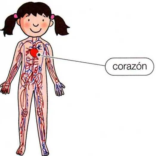 Dibujos faciles del sistema circulatorio - Imagui