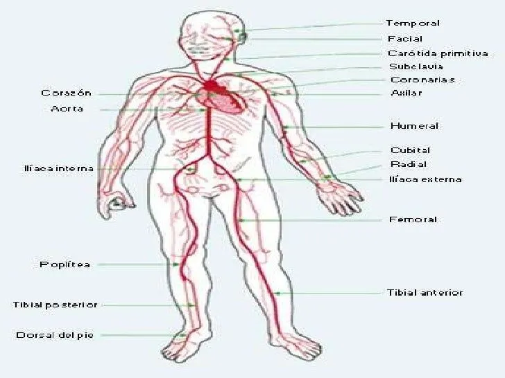 aparato-circulatorio-en-el- ...