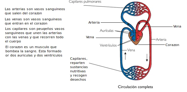 Sistema circulatorio facil - Imagui