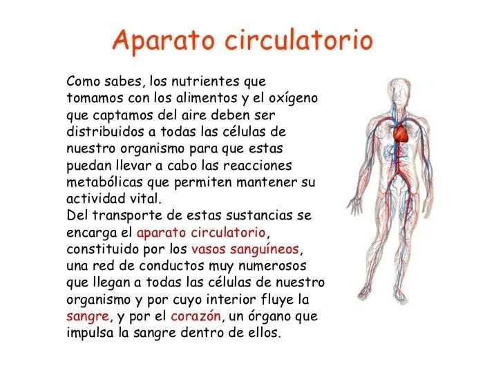 Sistema circulatorio para niños de nivel inicial - Imagui