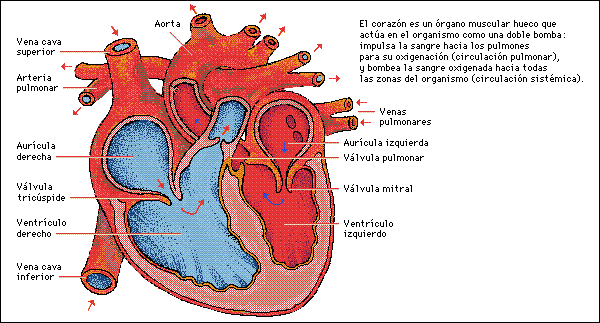 Aparato Circulatorio - Monografias.