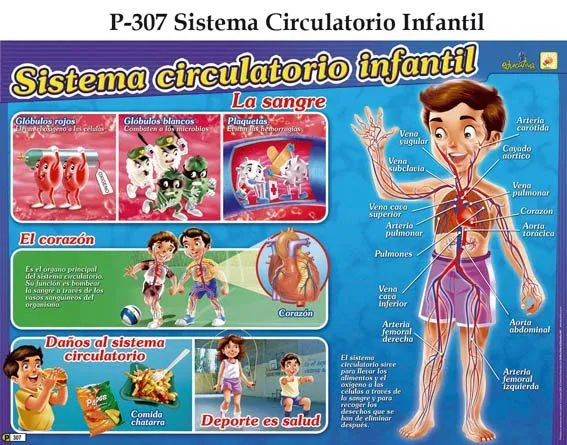 Aparato circulatorio para niños de preescolar - Imagui Aparato circulatorio para niños de preescolar - Imagui