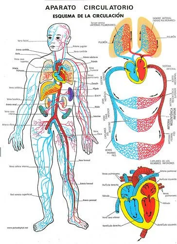 Sistema circulatorio humano para niños de primaria - Imagui Sistema circulatorio humano para niños de primaria - Imagui