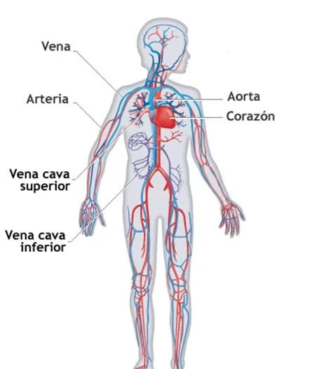 Resumen del sistema circulatorio para niños - Imagui