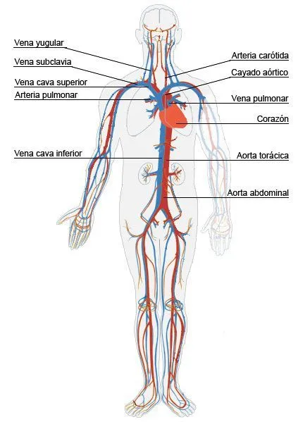 Aparato Circulatorio | SISTEMA CIRCULATORIO | Pinterest | Portal