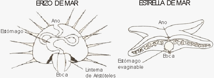 Aparato Digestivo Animal - Monografias.