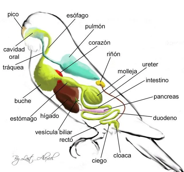 QUÉ SABER SOBRE PERICOS AUSTRALIANOS?: Anatomia de los Pericos ...