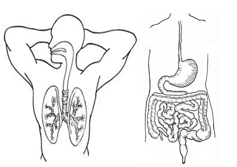 El aparato digestivo para colorear para niños - Imagui