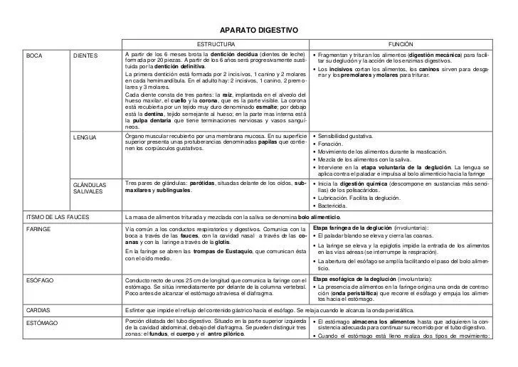 Aparato digestivo esquema