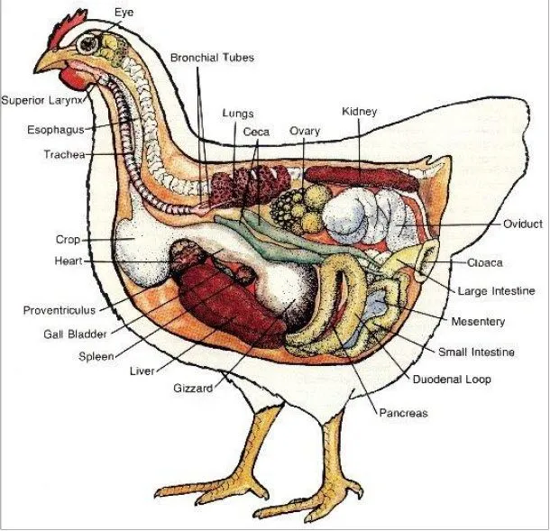 Gallina y sus partes - Imagui