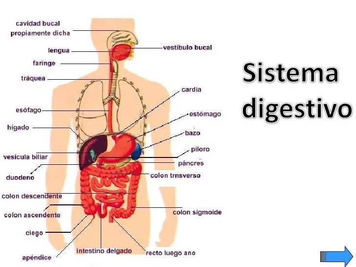 Aparato digestivo EN IMAGEN CON SUS PARTES EN INGLES - Imagui