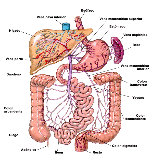 Partes del sistema digestivo en inglés - Imagui Partes del sistema digestivo en inglés - Imagui