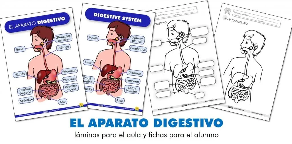 EL APARATO DIGESTIVO: láminas para el aula y fichas para el alumno (ES/EN) EL APARATO DIGESTIVO: láminas para el aula y fichas para el alumno (ES/EN)