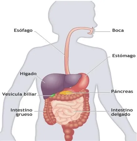 Aparato digestivo para niños de preescolar - Imagui Aparato digestivo para niños de preescolar - Imagui
