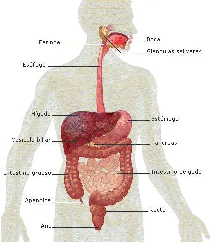 Imagenes del aparato digestivo con sus nombres - Imagui